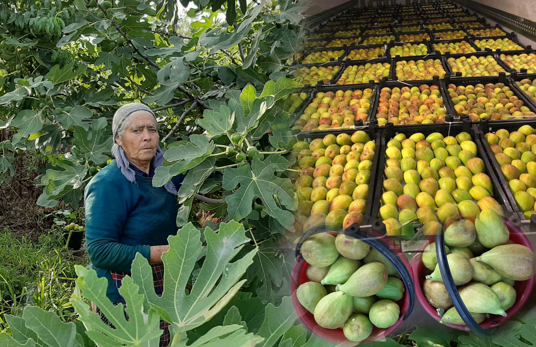 Չինարիից՝ Ռուսաստանի Դաշնություն. ակնկալվում է շուրջ 100-120 տոննա թզի արտահանում