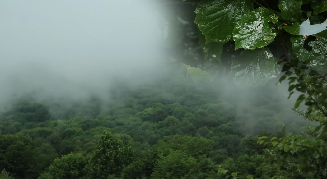 Տավուշի կուսական անտառները՝ Սիվիլնեթի տեսանյութում