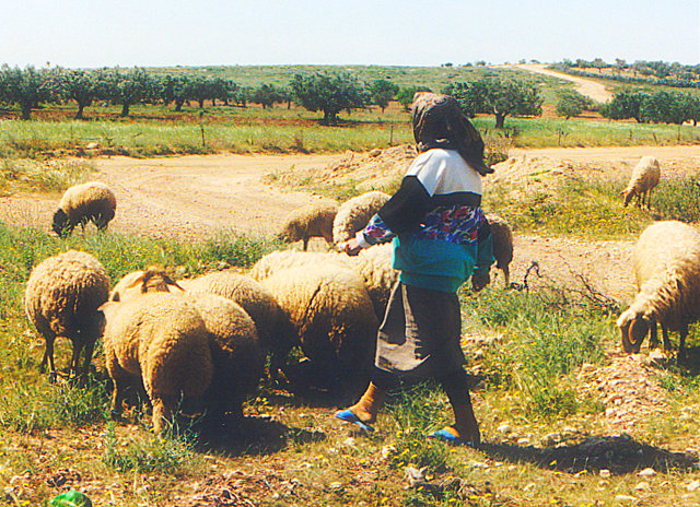 Ո՞վ է 8 տարի Շիրակում թրաֆիկինգի ենթարկված հովիվ աղջիկը, ինչպես է հայտնվել և ապրել ֆերմերի տանը