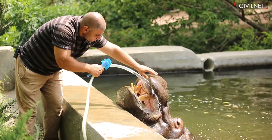 Երևանյան շոգն ու գետաձին CivilNeti տեսանյութում