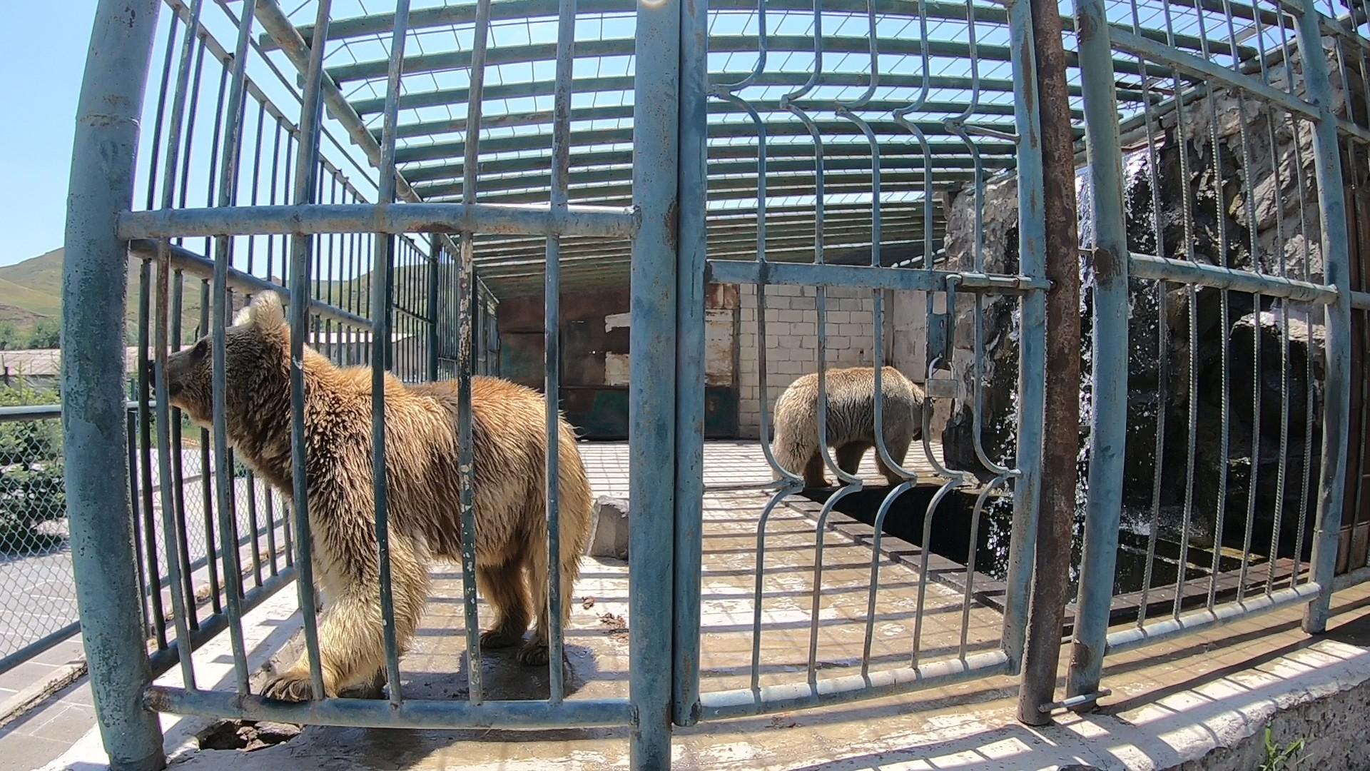 Երեք արջերը շարունակում են տանջվել Սիսիանի Resort MJA հանգստյան գոտում․ բրիտանական «Daily mail»-ի անդրադարձը