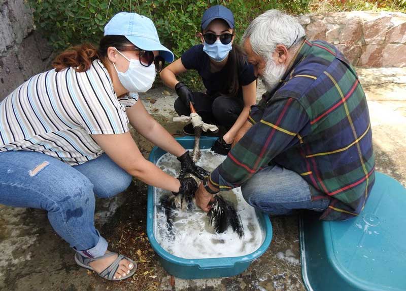 Աղտոտված սպիտակ արագիլները՝ հոգածության ներքո