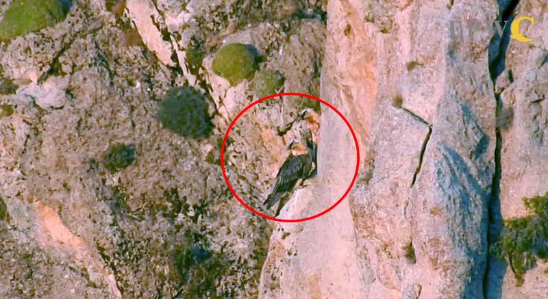 Հայաստանում հազվագյուտ թռչնատեսակի զույգ է նկարահանվել (տեսանյութ)