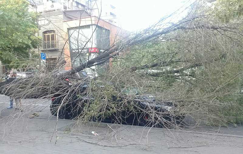 Երևանում ծառը կոտրվել և ընկել է մարդատար մեքենայի վրա
