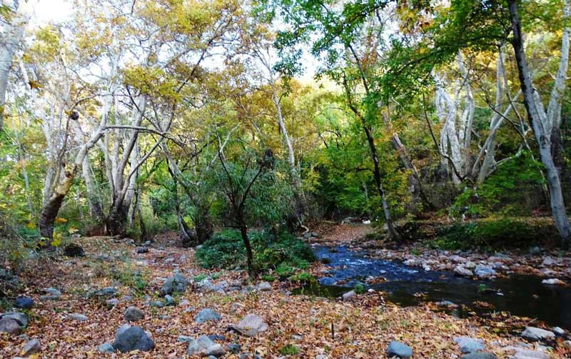 Տարածվող լուսանկարում պատկերված տարածքը «Սոսու պուրակ» պետական արգելավայրի տարածք չէ. պարզաբանում