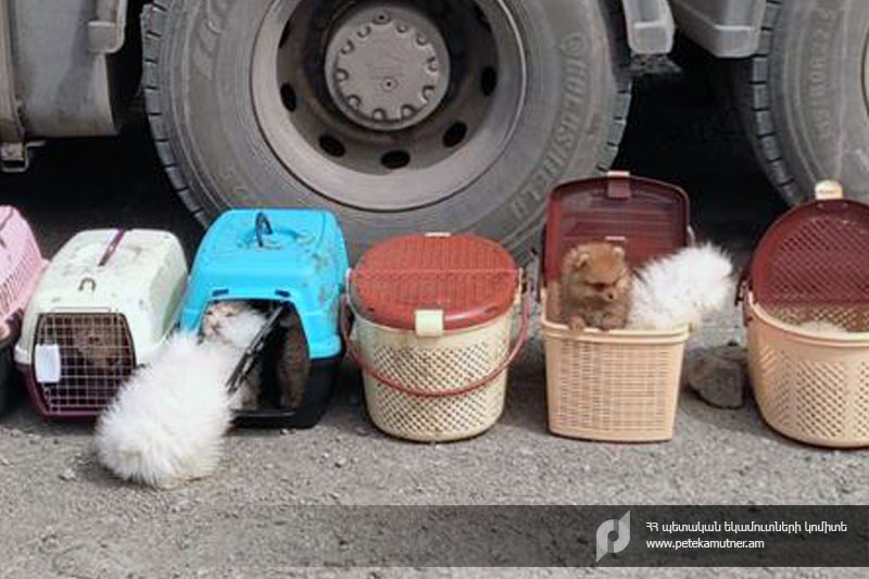 ՊԵԿ-ը կանխել է տարբեր ցեղատեսակի շան ձագերի անօրինական ճանապարհով տեղափոխման փորձը