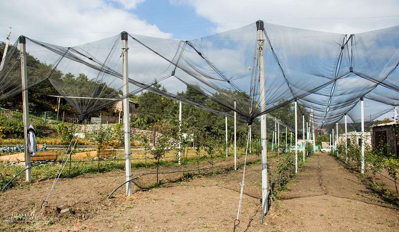 Շահումյանի և Ֆիոլետովոյի դպրոցներում հիմնվել են ինտենսիվ այգիներ