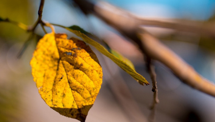 Հանրապետությունում օդի ջերմաստիճանն աստիճանաբար կնվազի 4-6 աստիճանով