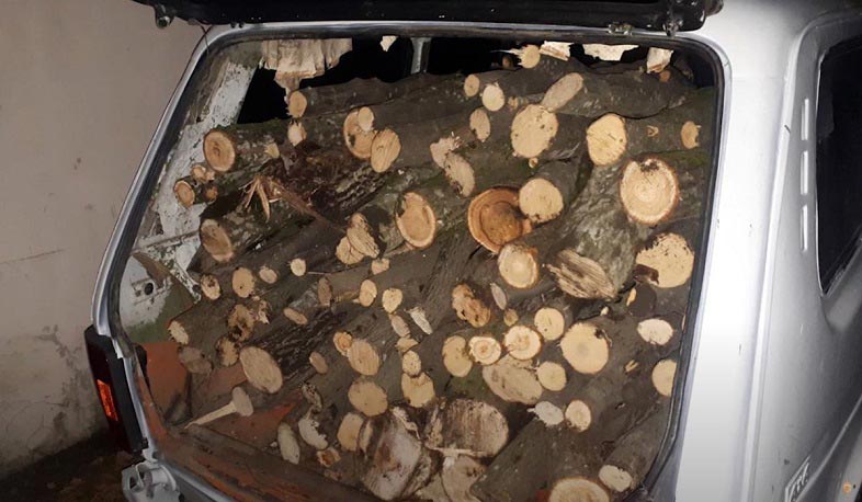 Անտառապահը ապօրինի հատել է ծառեր. Ստեփանավանի ոստիկանների բացահայտումը