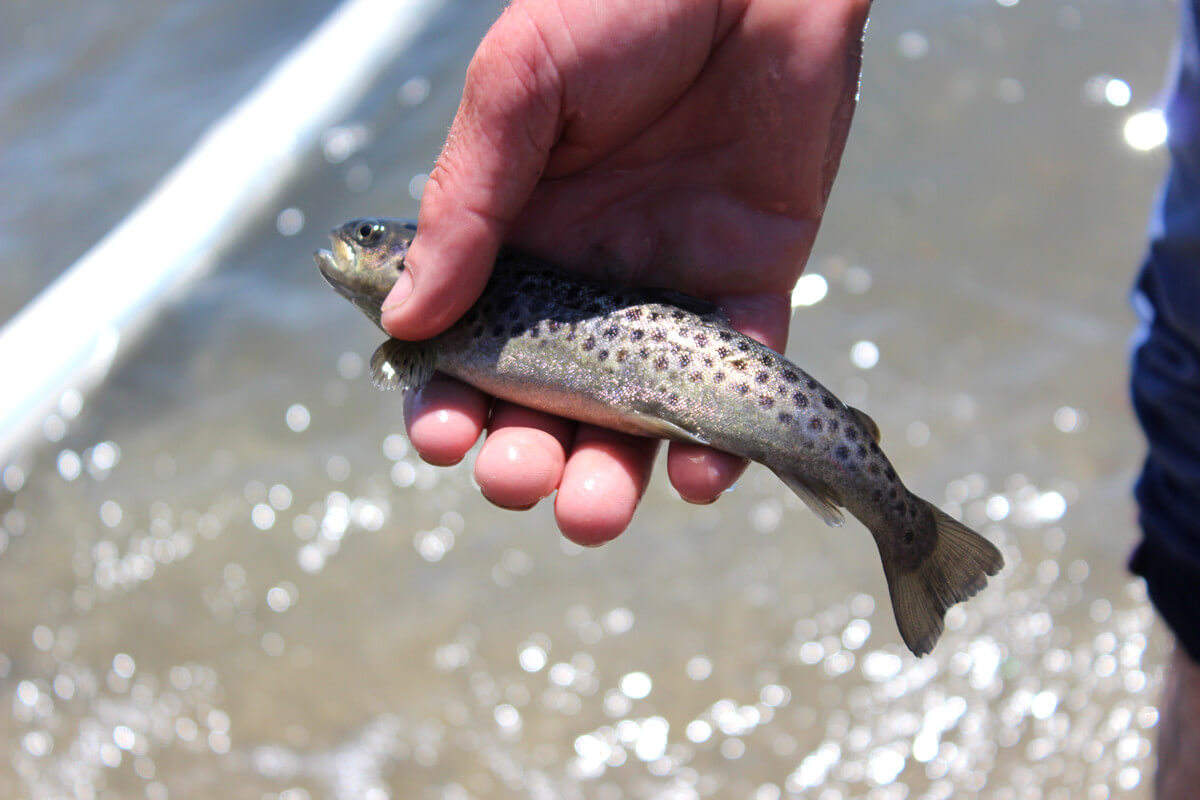 Պետք է հարգել արդյունագործական որսի թույլատրելի չափաքանակների վերաբերյալ Կառավարության որոշումը