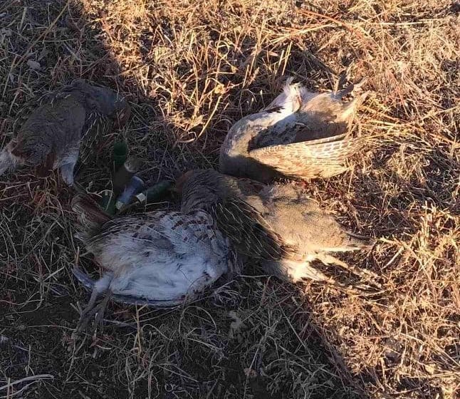 Վայոց ձորի մարզի որսահանդակներում բացահայտվել են որսի կանոնների խախտման դեպքեր