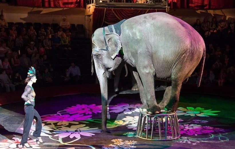 Առաջարկվում է արգելել վայրի կենդանիների օգտագործումը կրկեսներում