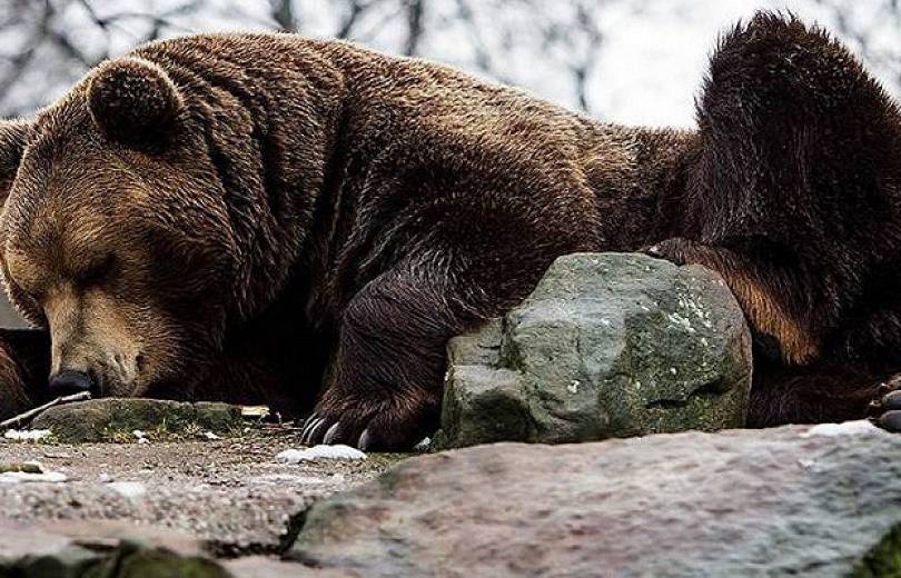 «Քորվող արջը». Խոսրովի անտառի տեսախցիկ-«թակարդում» գորշ արջն է հայտնվել