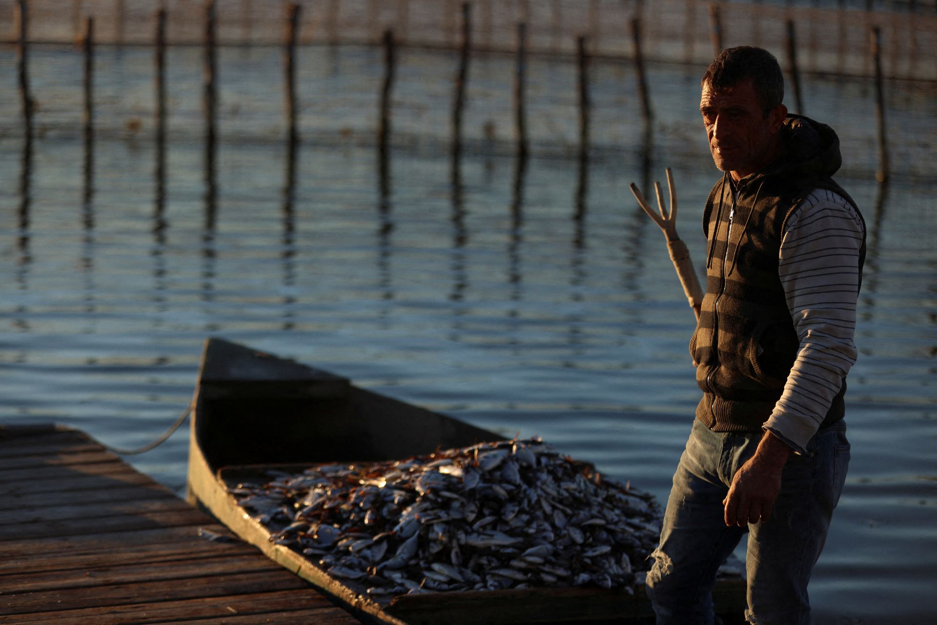 Հունաստանում մոտ 50 տոննա ձուկ է սատկել ջերմային շոկի պատճառով