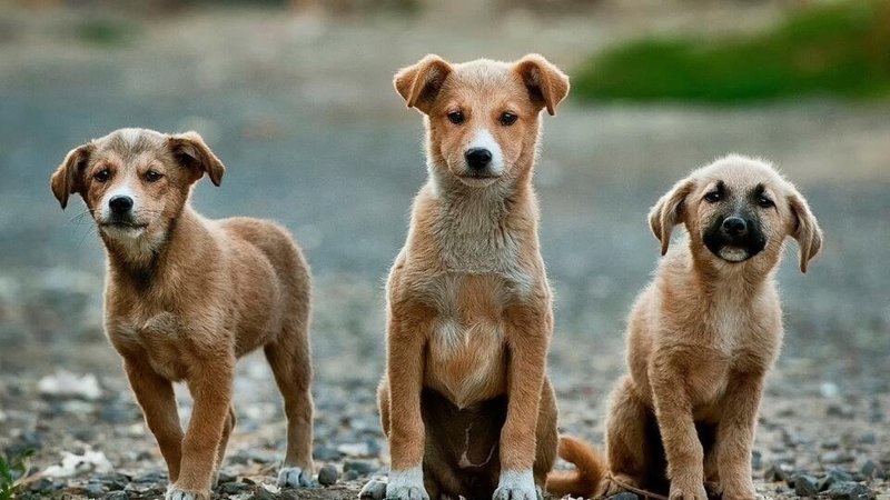 Չենք կարող թափառող շներին վերացնել՝ սպանելու միջոցով. համայնքապետարան