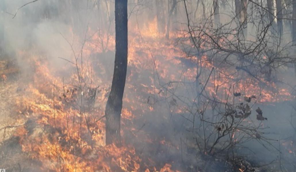 Դիլիջանի անտառում հրդեհ է բռնկվել