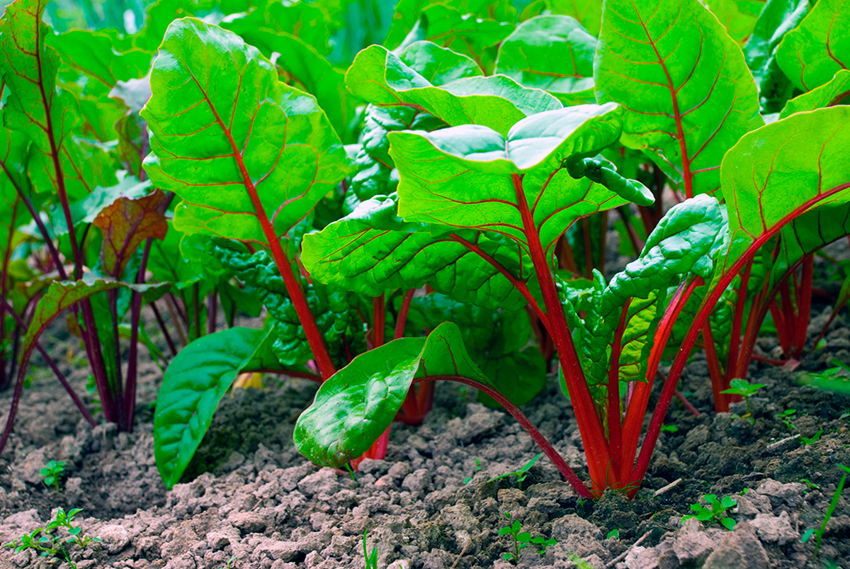 Ո՞րն է բազուկի տերևների օգտակարությունը