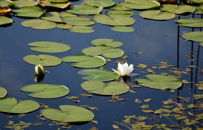 Մայրաքաղաքի փողոցներում Կարմիր գրքում գրանցված ջրաշուշաններ են վաճառվում․ ահազանգ