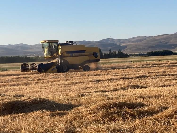 «Գյումրիի սելեկցիոն կայան» ՓԲԸ-ում գարու բերքահավաքն արդեն ավարտվել է