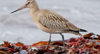 Ռեկորդային թռիչք. թռչունն առանց վայրէջքի ուղեւորություն է կատարել Ալյասկայից Թասմանիա