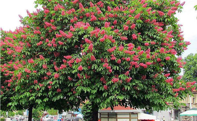 Հայտնի է՝ ինչ ծառատեսակներով կփոխարինվեն Ուլնեցի փողոցի դեֆորմացված ծառերը