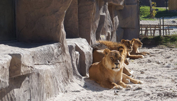 Կենդանաբանական այգին տեղափոխելու ծրագիր կա. փոխքաղաքապետ