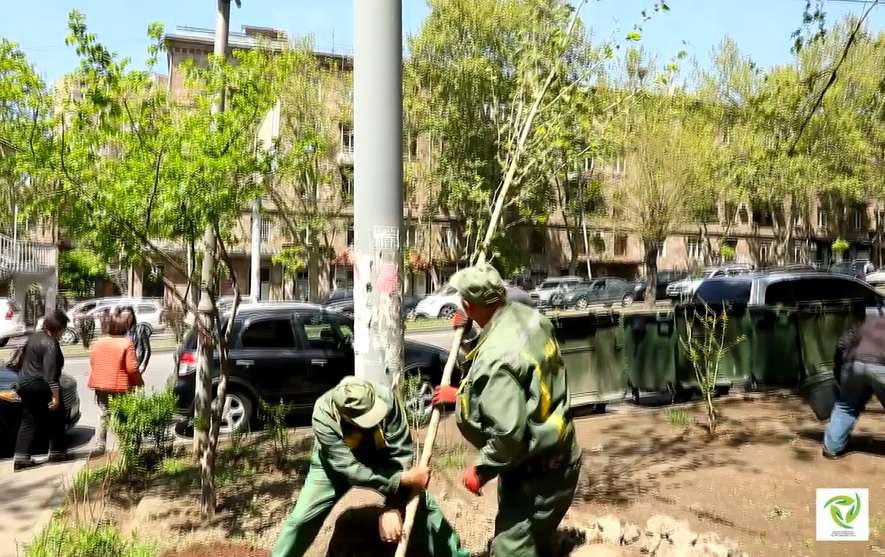 Տնկվել է երկու տասնյակ Սոսի արևելյան