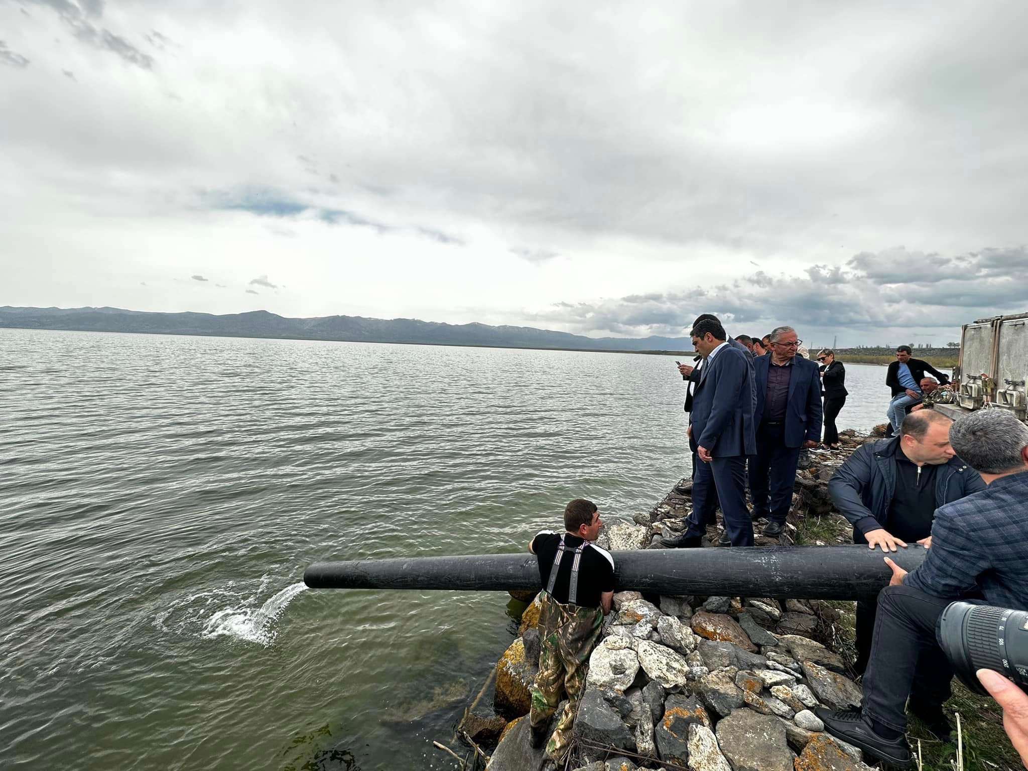 Շուրջ 130,000 Գեղարքունի իշխանի մանրաձուկ է բաց թողնվել Սևանա լիճ