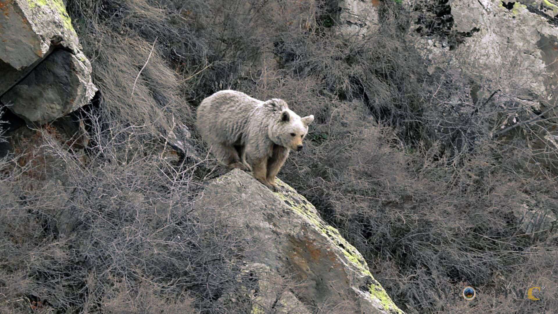 Գորշ արջերի կողմից բնակիչներին հասցրած վնասները ուշադրության կենտրոնում են. ՇՄՆ