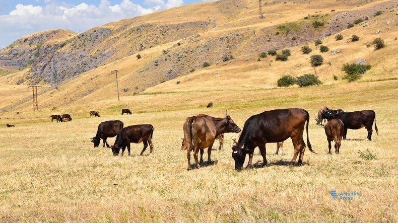 Արցախում անասնապահությանը շատ վատ վիճակում է գտնվում. Հայրիյան