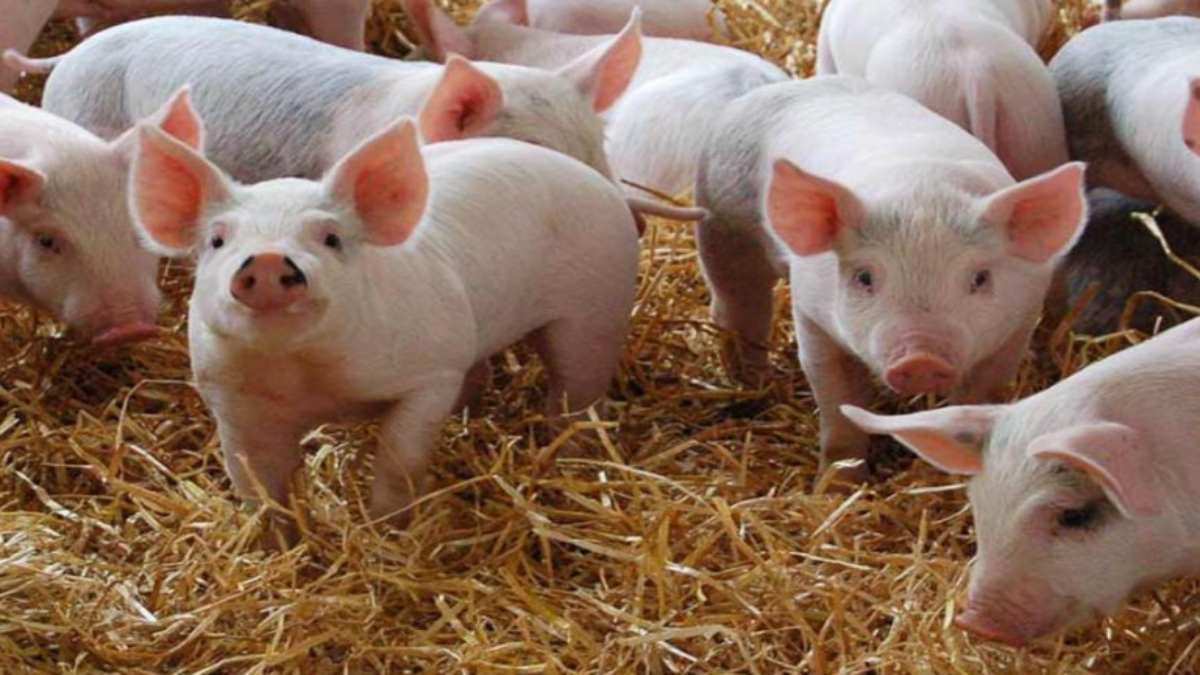 Արցախում խոզերի աֆրիկական ժանտախտի դեպքեր են գրանցվել