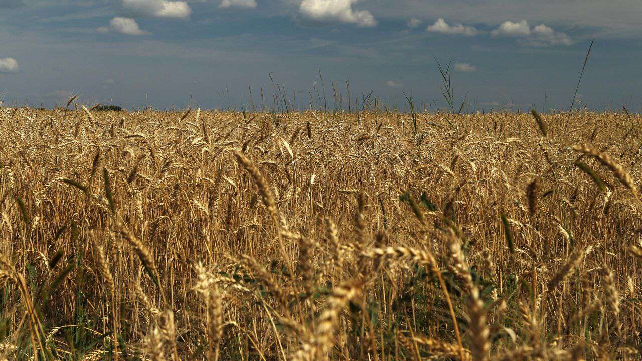Բրազիլիան 380 հազար տոննա ռուսական հացահատիկ է գնել