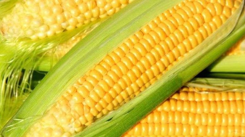 Արցախում այսօրվանից սկսվում է եգիպտացորենի բերքի ընդունումն ու մթերումը