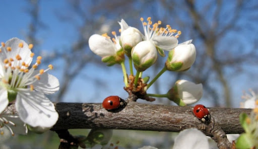 Օդի ջերմաստիճանը կբարձրանա