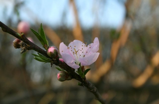 Օդի ջերմաստիճանը կբարձրանա