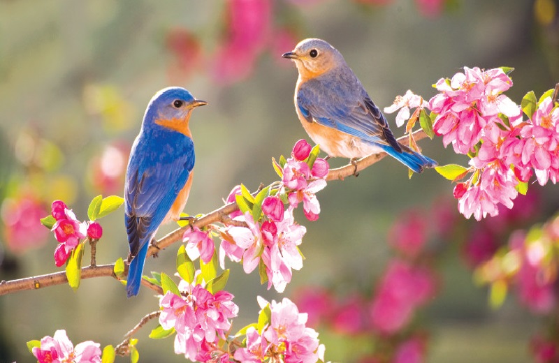 Մայիս ամսվա եղանակի կանխատեսումը