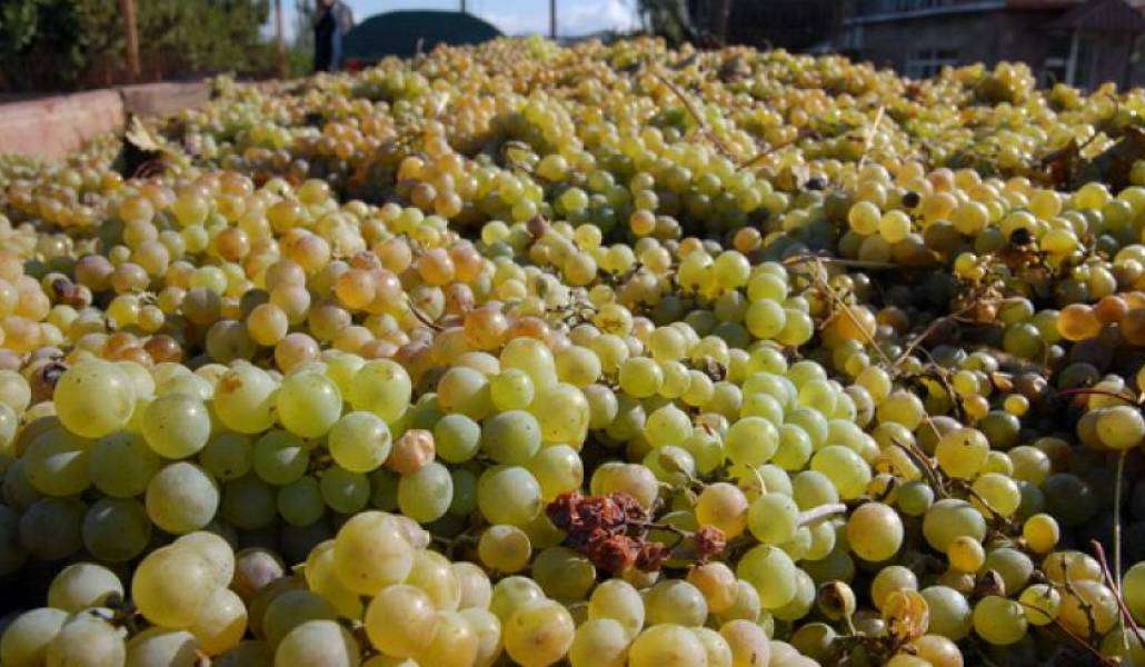 Լրացուցիչ վարկային միջոցներ՝ խաղողի մթերումների համար