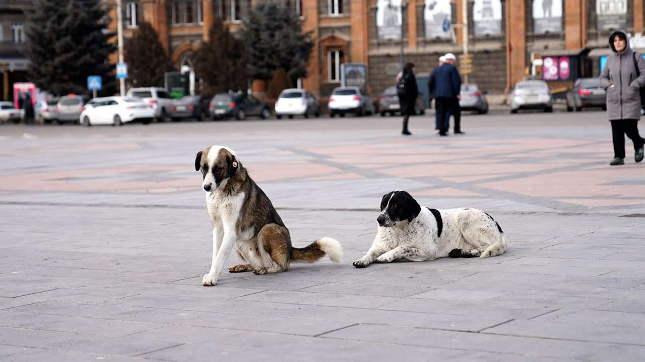 Երևանն աջակցում է Գյումրիին՝ կարգավորելու թափառող կենդանիների խնդիրը