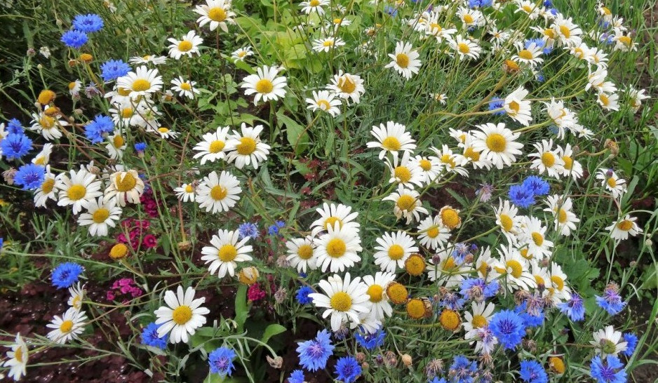 Օդի ջերմաստիճանը մայիսի 9-11-ը կբարձրանա 3-4 աստիճանով