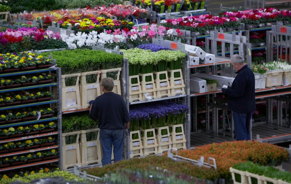 ՍԱՏՄ-ն՝ ծաղկի արտահանման խնդիրների մասին