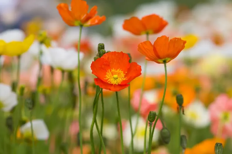 Առաջիկա օրերին փոփոխական եղանակը կպահպանվի