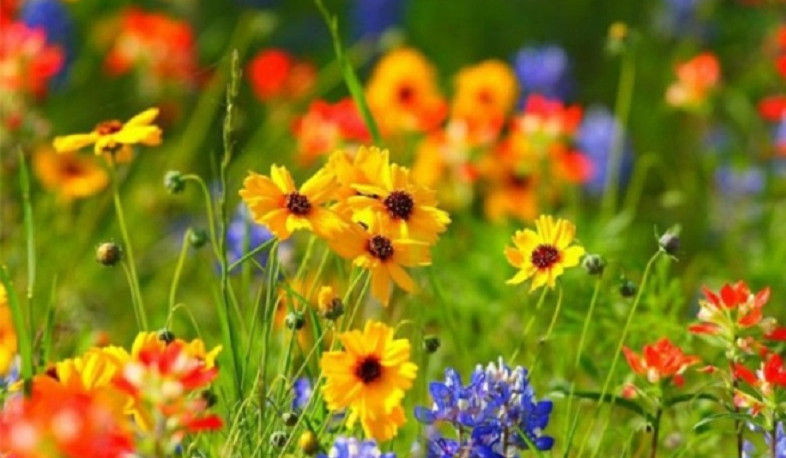 Օդի ջերմաստիճանը սեպտեմբերի 5-ի ցերեկը կնվազի 2-3 աստիճանով, 6-ի ցերեկը նույնքան կբարձրանա