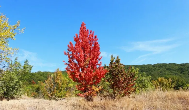 Օդի ջերմաստիճանը կնվազի 5-7 աստիճանով