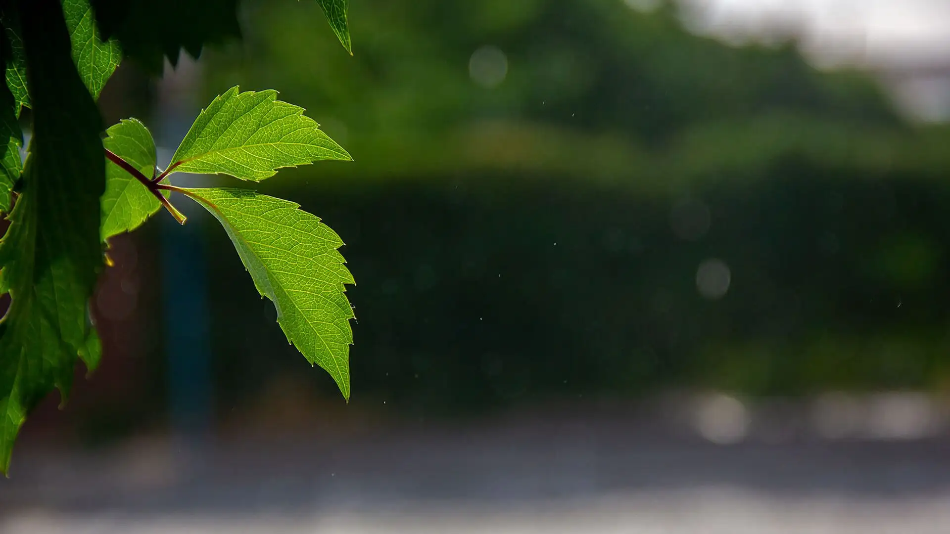 Օդի ջերմաստիճանն աստիճանաբար կնվազի 5-7 աստիճանով