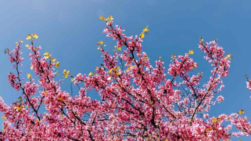 Օդի ջերմաստիճանն ապրիլի 16-17-ին ցերեկային ժամերին կբարձրանա ևս 2-4 աստիճանով