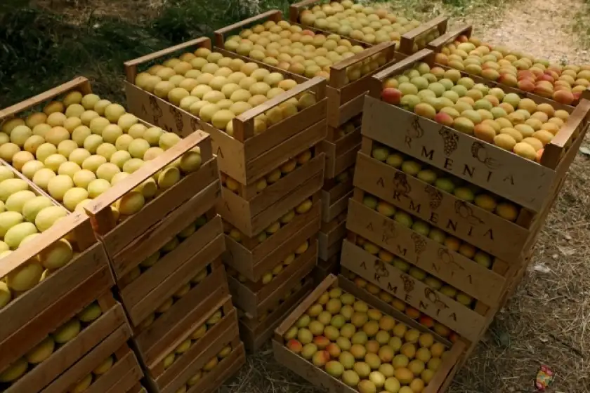 Հունիսի 1-ից հուլիսի 19-ը ՀՀ-ից արտահանվել է 7600 տոննա ծիրան. Պապոյան